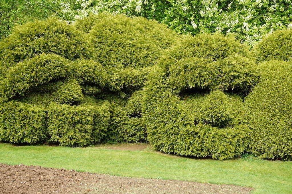 Boxwood Landscaping Ideas