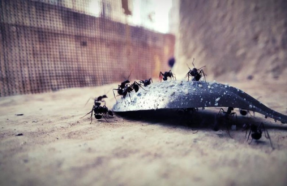 How to Get Rid of Ants Fast And Easy
