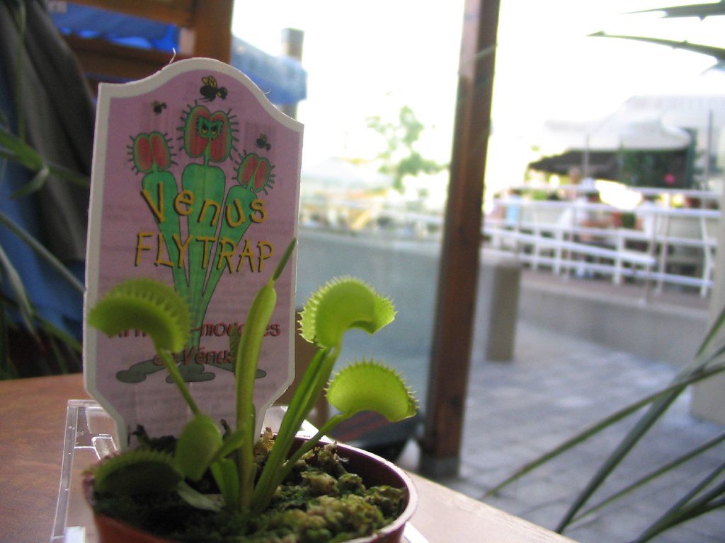 DIY Indoor Fly Trap