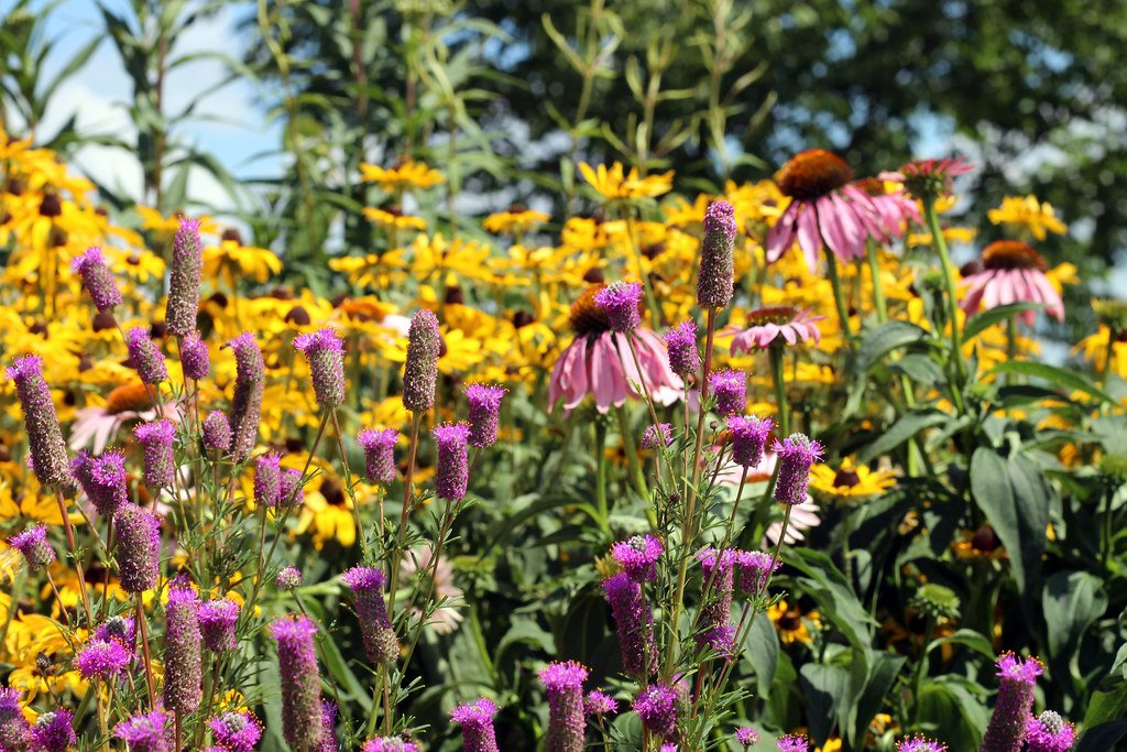 Pollinator Garden Ideas
