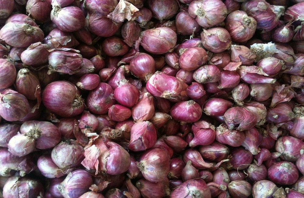 How To Easily Grow Shallots