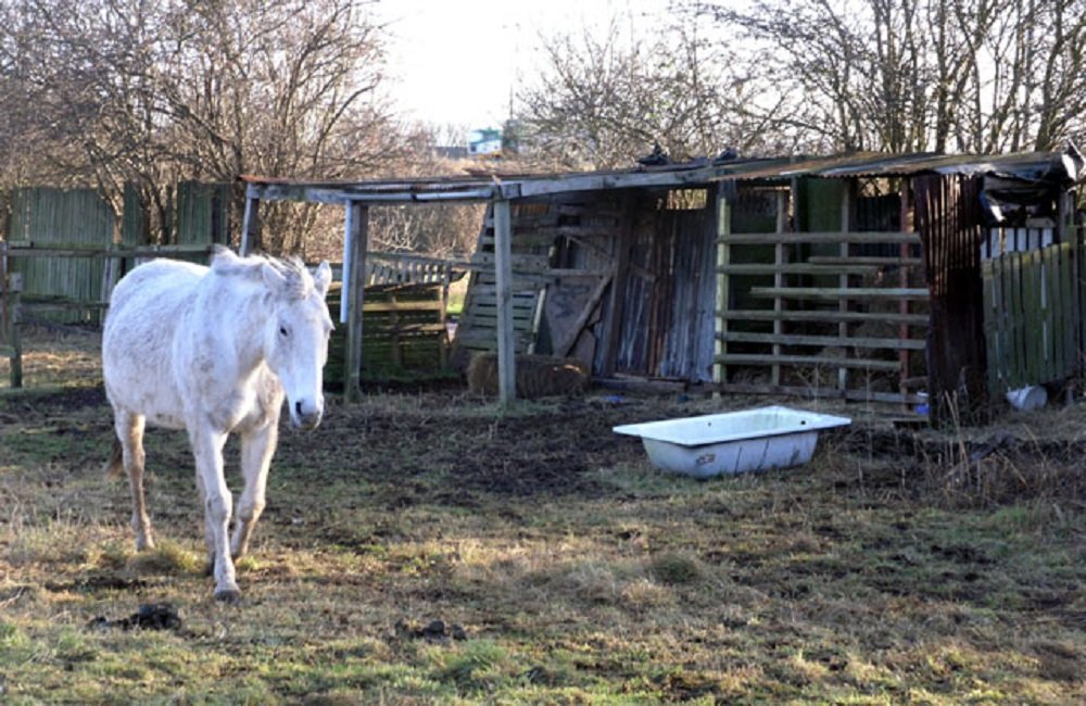 Horse Shelter Ideas